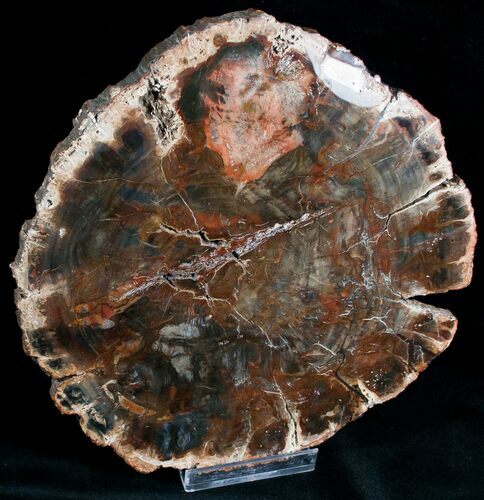 Gorgeous Araucaria Petrified Wood Slab - #6784